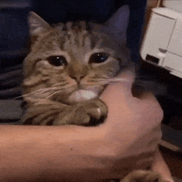 Cat Crying GIF - Cat Crying GIFs