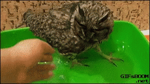 Funny Animals Bird Bath GIF - Funny Animals Bird Bath GIFs