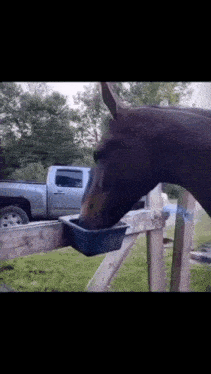 a horse is drinking water from a blue bowl on a fence .