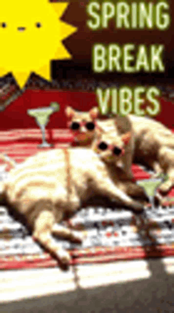 two cats wearing sunglasses are laying on a blanket with martini glasses .