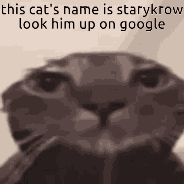 Starykrow This Cats Name GIF