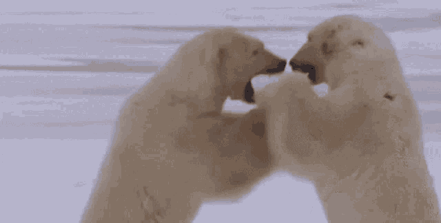 Polar Bears Fighting GIF - Polar Bears Fighting Arctic Canada GIFs
