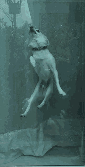 a dog is standing on its hind legs in a window