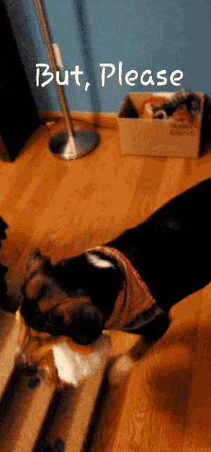 a dog standing on a wooden floor with the words but please above it