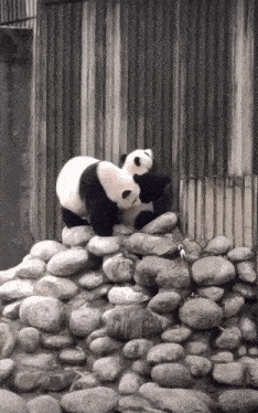 two panda bears standing on a pile of rocks in front of a fence