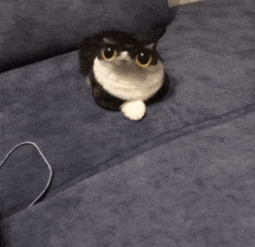 a cat with big eyes is sitting on a couch .