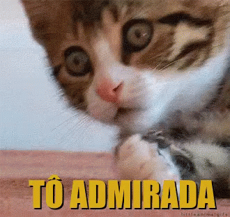 Gatinho / Gato / Tô Admirada / Surpresa / Susto / Quê GIF - Cat Im Shook Admired GIFs