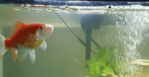 Goldfish Eating GIF - Goldfish Fish Eating GIFs