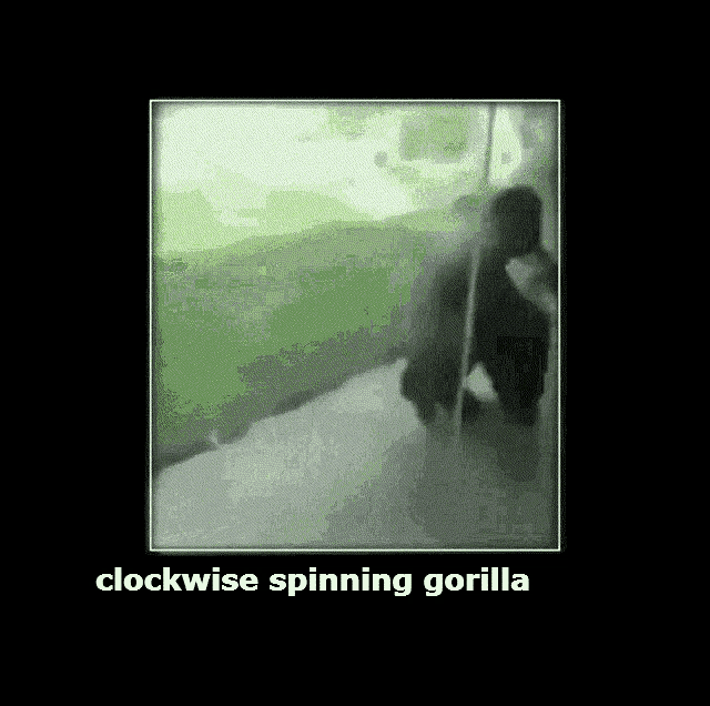 Gorilla Spin GIF - Gorilla Spin GIFs