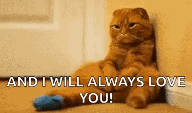 a cat is sitting on the floor next to a door with the words `` and i will always love you '' written on it .