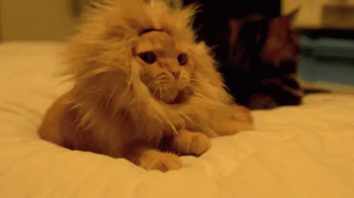 Cutest Lion GIF - Lion Cat Confident GIFs