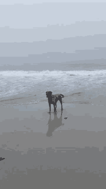 Dog Aqua At The Beach GIF - Dog Aqua At The Beach Aqua The Dog At The Beach GIFs