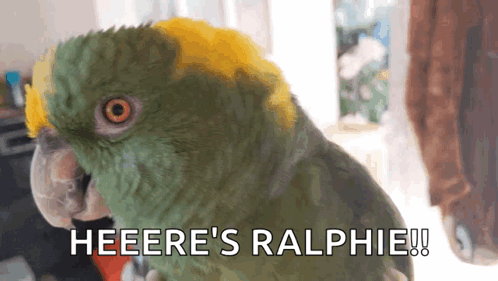 Parrot Talking Parrot GIF - Parrot Talking Parrot Laughing GIFs