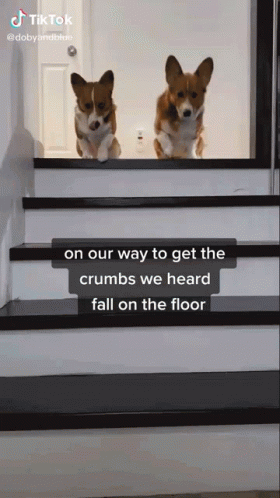 On Our Way To Get The Crumbs We Heard Fall On The Floor Running GIF - On Our Way To Get The Crumbs We Heard Fall On The Floor Running In Hurry GIFs