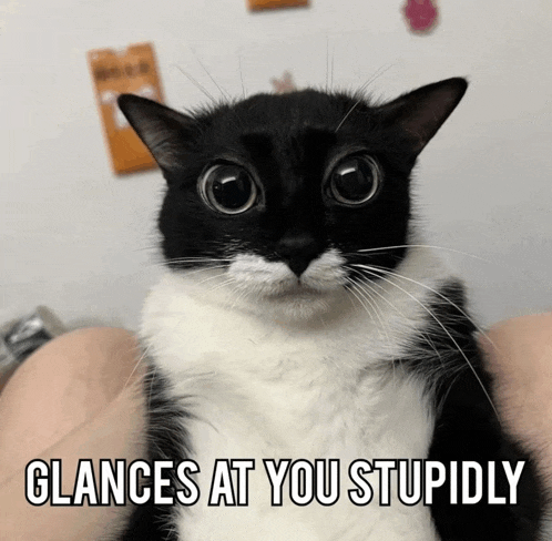 a black and white cat with the words glances at you stupidly written above it
