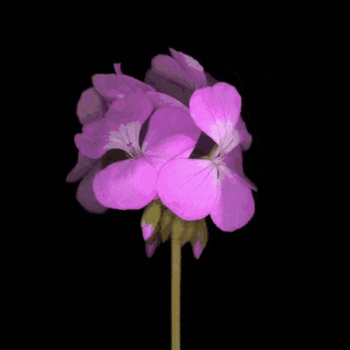 a close up of a purple flower with a green stem on a black background