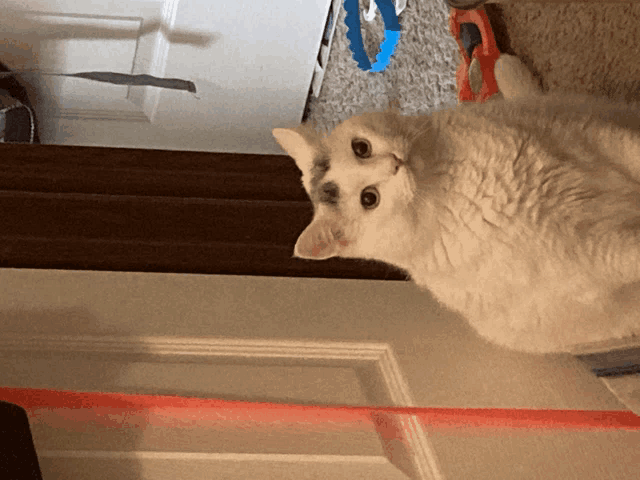 a white cat laying on its back looking up