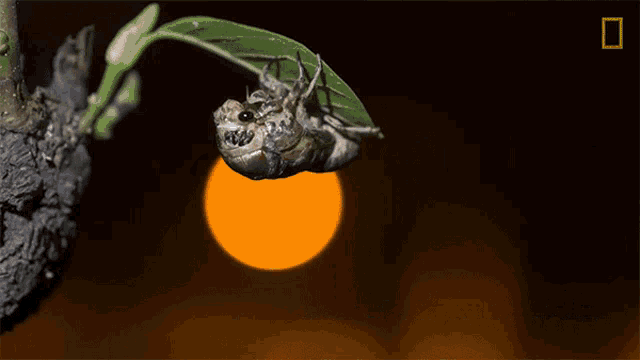 Once They Emerge The Cicadas Molt Into Their Adult Form Til Cicadas Can Damage Your Hearings GIF - Once They Emerge The Cicadas Molt Into Their Adult Form Til Cicadas Can Damage Your Hearings Cicadas GIFs