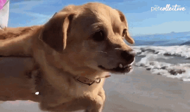 Holding The Dog In The Sea The Pet Collective GIF