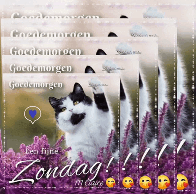 a black and white cat is surrounded by purple flowers on a zondag card