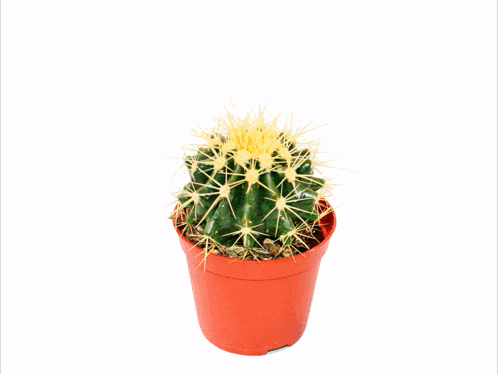 a small cactus in a red pot with a hand emoji behind it