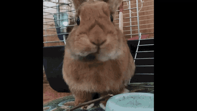 a brown rabbit is standing next to a blue bowl