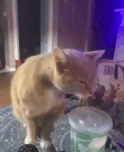 Cat Drinking GIF - Cat Drinking Cat Drinking GIFs