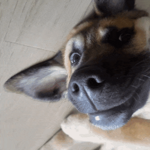a close up of a dog 's face with a blurred background