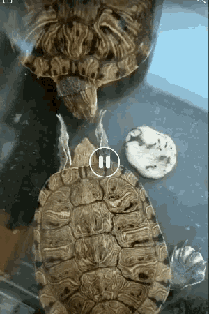 Turtle Happy GIF