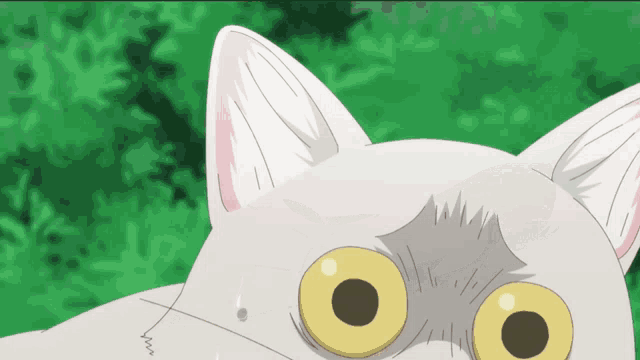 a close up of a cat 's face with a surprised look on its face