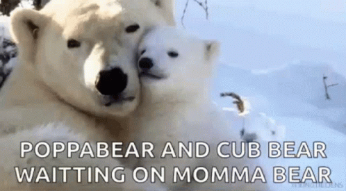 Bear Polar Bear GIF - Bear Polar Bear Cub GIFs
