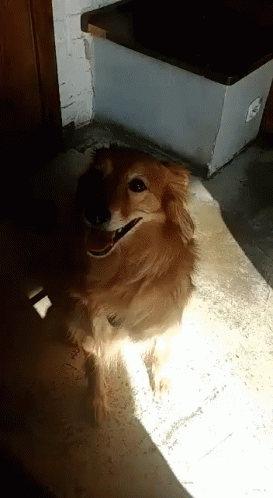 Dog What GIF - Dog What What Did You Say GIFs