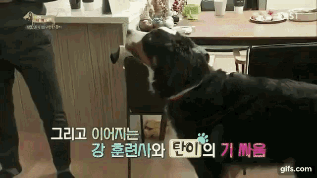 강형욱 개느님 개통령 훈련 카리스마 기선제압 긴장 GIF - Kang Hyungwook Dog Whisperer Dog GIFs