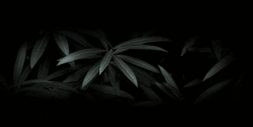 a close up of a plant with leaves in the dark