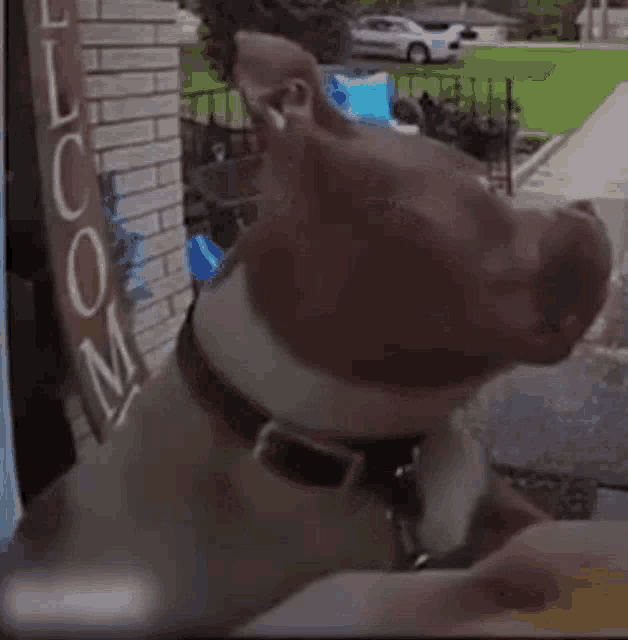 a close up of a dog 's face with a sign in the background that says welcome