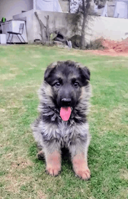 a german shepherd puppy with its tongue hanging out