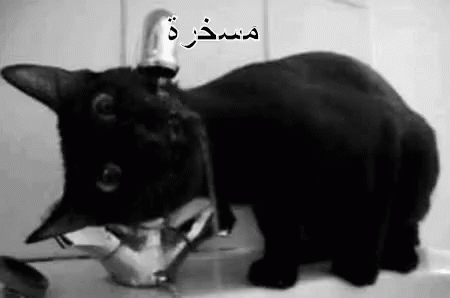 مسخرة قطة تشرب من الحنفية مياة GIF - Drink Water Cat Tap GIFs
