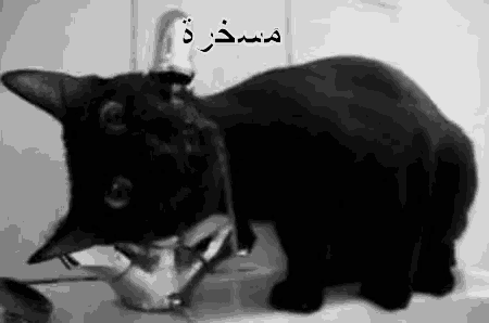 a black cat is drinking water from a faucet in a black and white photo