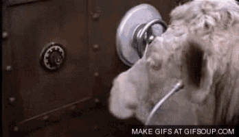 a dog is sticking its head into a door handle .