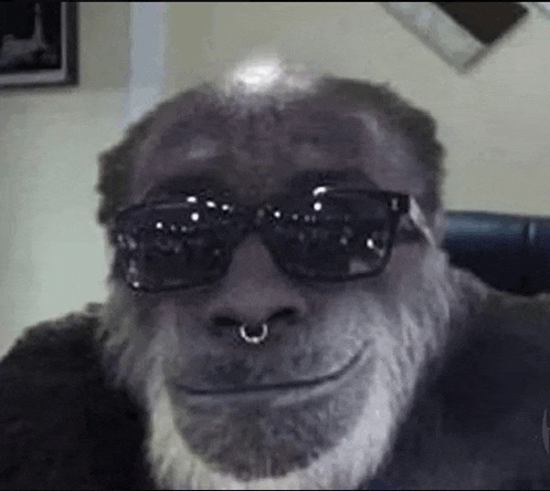 a chimpanzee wearing sunglasses and a nose ring is smiling at the camera .