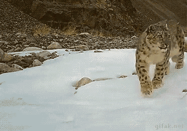 Leopard Snow GIF - Leopard Snow Mountin GIFs