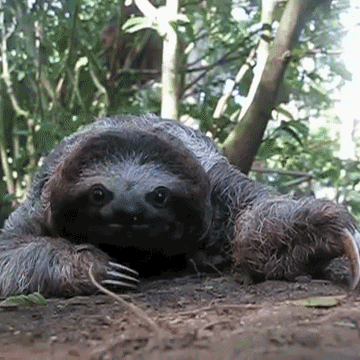 Dun Dun Dun GIF - Animals Sloths Slow GIFs