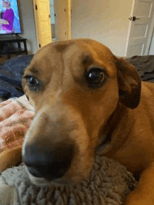 a close up of a dachshund laying on a couch with a stuffed animal in its mouth .