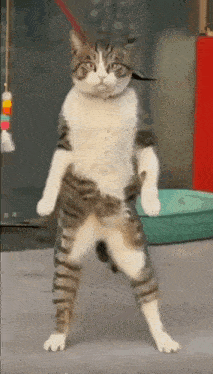 a cat that is standing on its hind legs