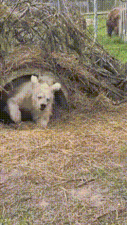 a polar bear cub is laying in the dirt