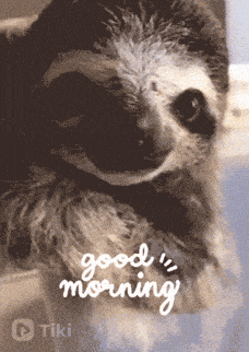a picture of a sloth with the words good morning written below it