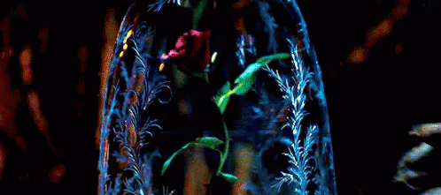 Beauty And The Beast Enchanted Rose GIF - Beauty And The Beast Enchanted Rose GIFs