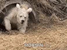 a polar bear cub is crawling out of a hole in the dirt .