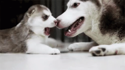Mom And Pup GIF - Puppy Dog Husky GIFs