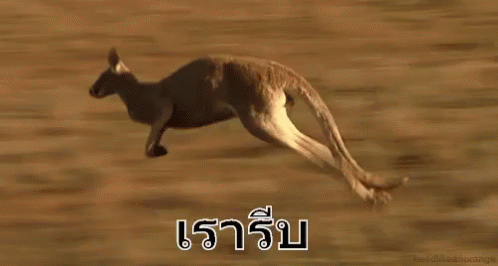 จิงโจ้ รีบ วิ่ง GIF - Kangaroo Run Running GIFs